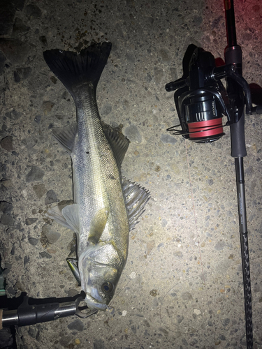 シーバスの釣果