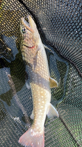 イワナの釣果