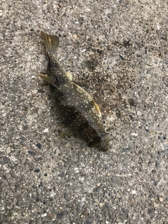 フグの釣果