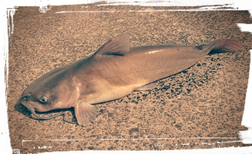 アメリカナマズの釣果