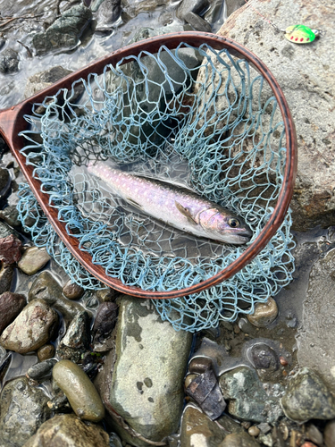 イワナの釣果