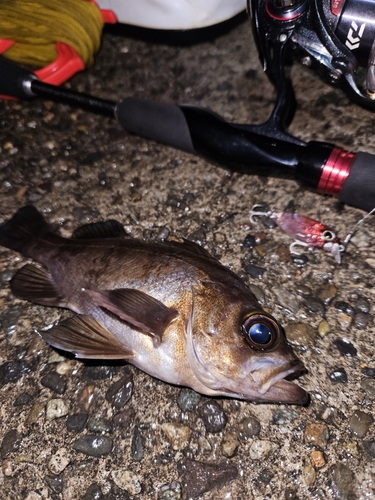 メバルの釣果