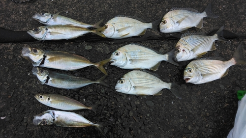 ヘダイの釣果