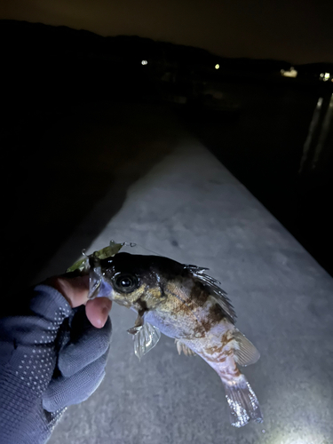 メバルの釣果