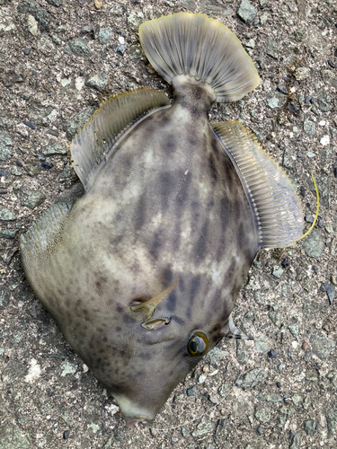 カワハギの釣果