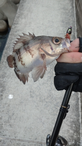 メバルの釣果