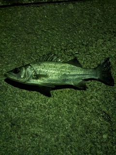 セイゴ（ヒラスズキ）の釣果