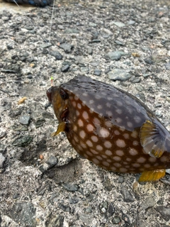 ハコフグの釣果