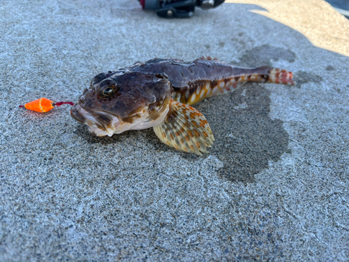 カジカの釣果