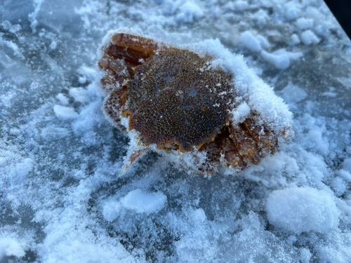 クリガニの釣果