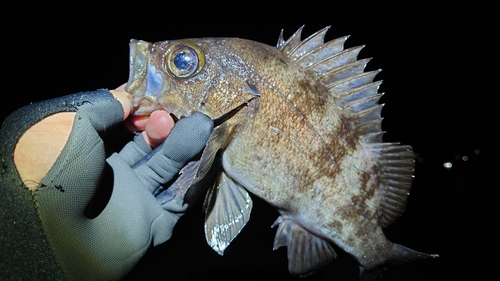 メバルの釣果