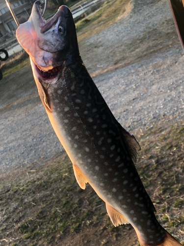 関根養魚場