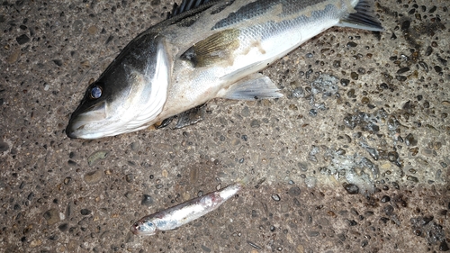 シーバスの釣果