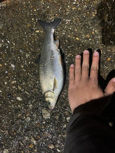 ウグイの釣果