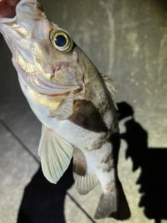 シロメバルの釣果