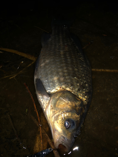 フナの釣果