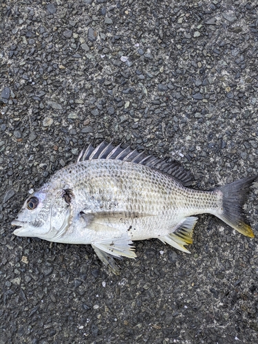 キビレの釣果