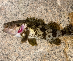 タケノコメバルの釣果