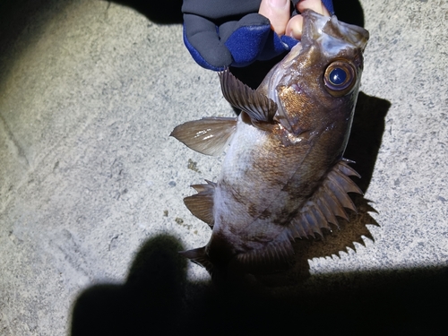 メバルの釣果