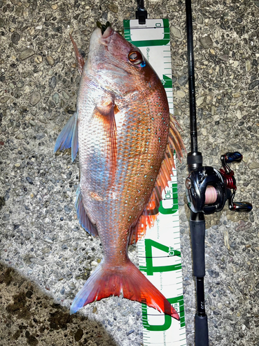 マダイの釣果