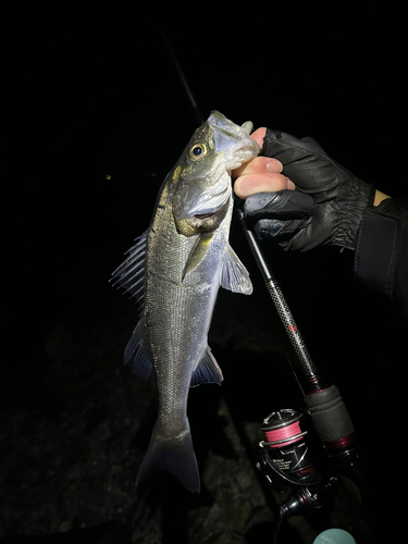 セイゴ（マルスズキ）の釣果