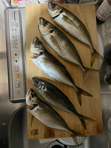 アジの釣果