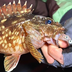 ガシラの釣果