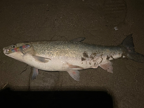 マルタウグイの釣果