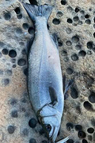 ヒラスズキの釣果