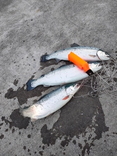 釣果