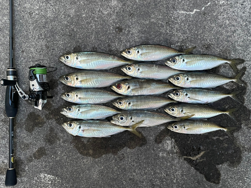 アジの釣果