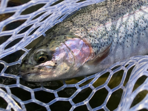 ニジマスの釣果