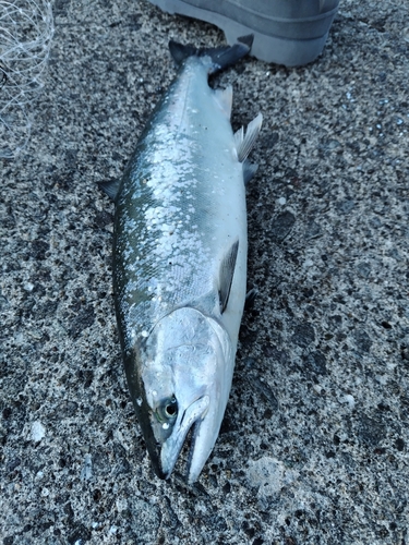 サクラマスの釣果