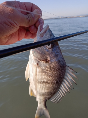 キビレの釣果