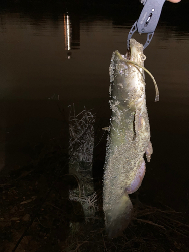 ナマズの釣果