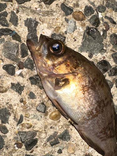 アカメバルの釣果