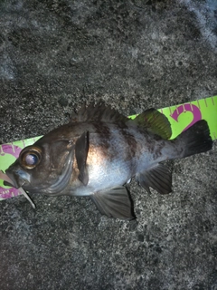 シロメバルの釣果