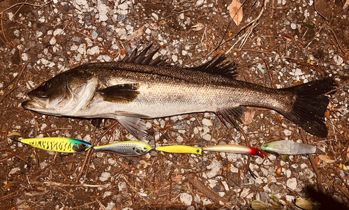 シーバスの釣果