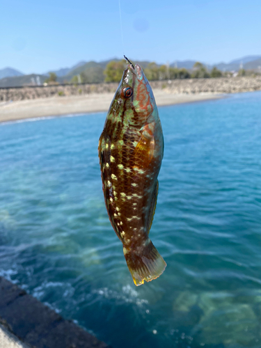 ベラの釣果