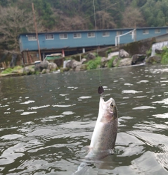 ニジマスの釣果