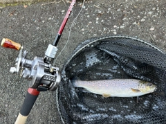 ブラウントラウトの釣果