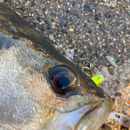 Yuyuyuの釣果