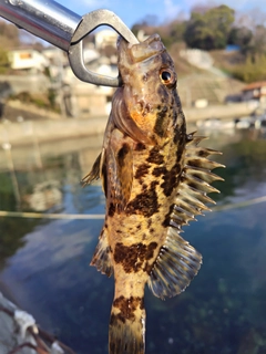 タケノコメバルの釣果