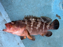 アコウの釣果