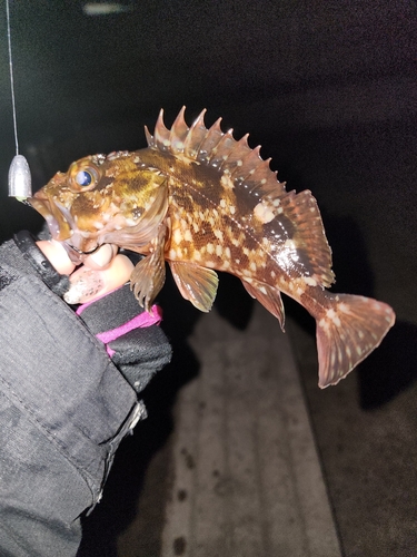 カサゴの釣果