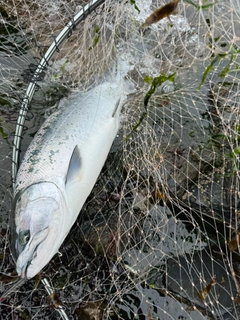 サクラマスの釣果