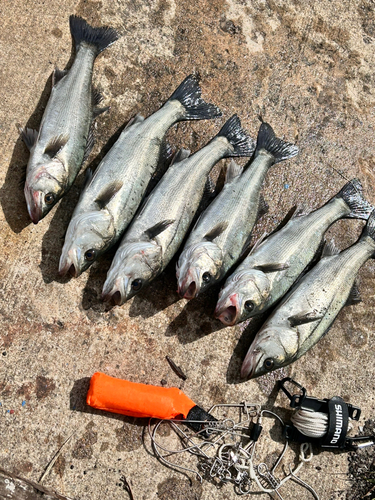 ハネ（マルスズキ）の釣果