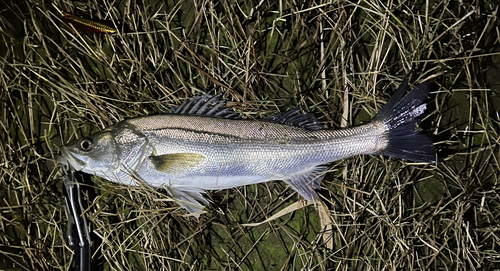 マルスズキの釣果