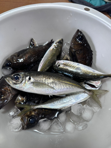 アジの釣果