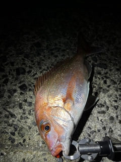 タイの釣果